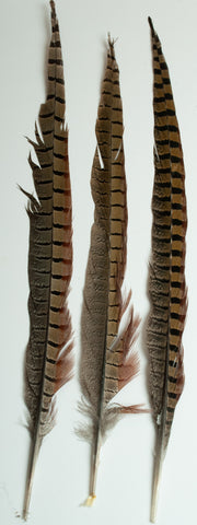 Natures Spirit Ringneck Pheasant Side Tails natural